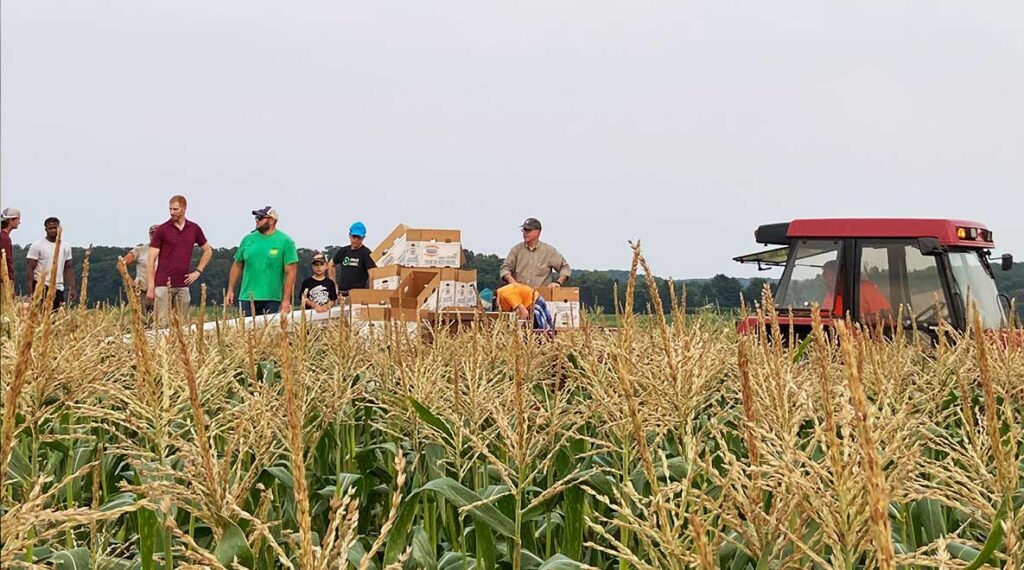 SAI Team Harvesting Corn