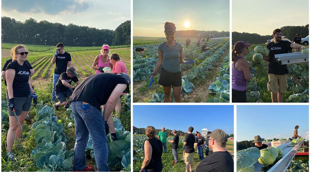 SAI Acadia team harvesting cabbage at First Fruit Farms
